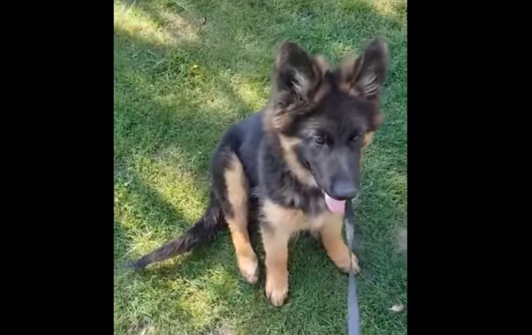 Dogs Training tips | Lesson 1 - Training your dog German Shepherd: Sitting and sleeping