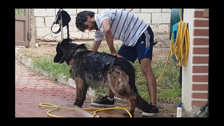 Dogs Training tips | Grooming How to bathe and brush your dog